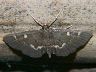 moth-image