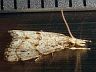 moth-image