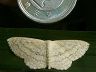 moth-image