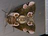 moth-image