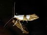 moth-image
