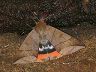 moth-image