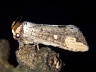 moth-image
