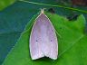 moth-image