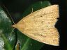 moth-image