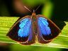 butterfly-image