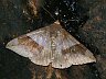 moth-image