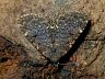 moth-image