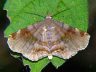moth-image