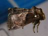 moth-image