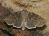moth-image
