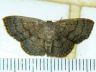 moth-image