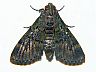 moth-image