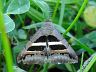 moth-image