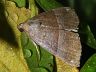 moth-image