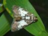 moth-image