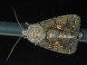 moth-image