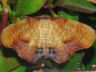 moth-image