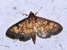 moth-image