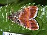 moth-image