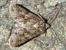 moth-image