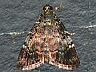 moth-image