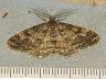 moth-image