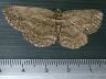 moth-image