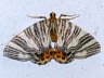 moth-image