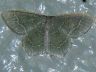 moth-image