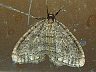 moth-image