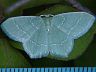moth-image
