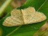 moth-image