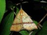 moth-image
