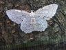 moth-image