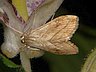 moth-image