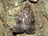 moth-image