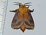 moth-image