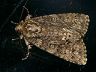moth-image