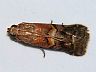 moth-image