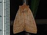 moth-image