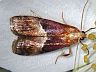 moth-image