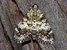 moth-image