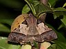moth-image