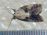 moth-image