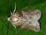 moth-image