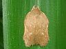 moth-image