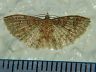 moth-image