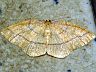 moth-image