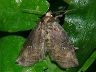 moth-image